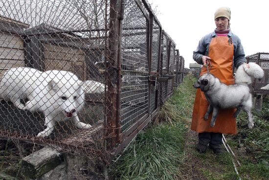 Bobruisk branch of Kalinkovichi animal farm