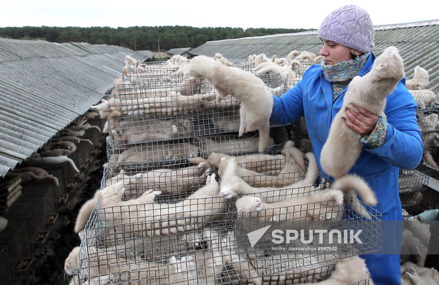 Bobruisk branch of Kalinkovichi animal farm