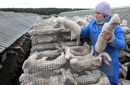 Bobruisk branch of Kalinkovichi animal farm