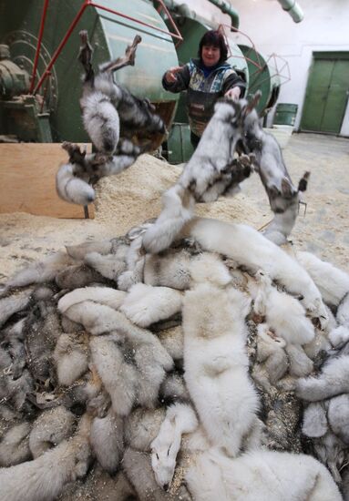 Bobruisk branch of Kalinkovichi animal farm