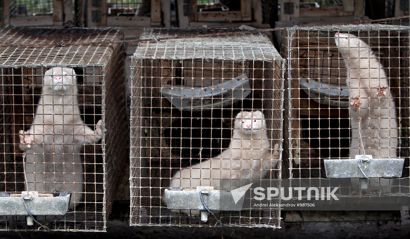 Bobruisk branch of Kalinkovichi animal farm