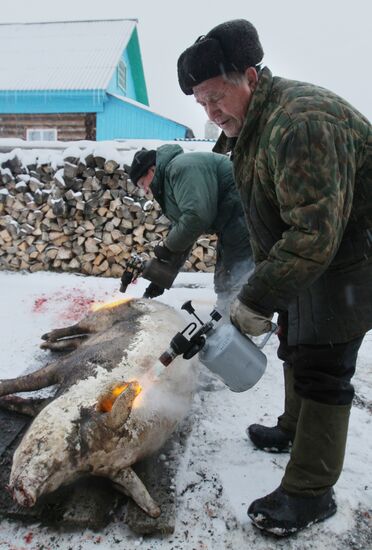 Villagers slaughter a pig before onset of winter