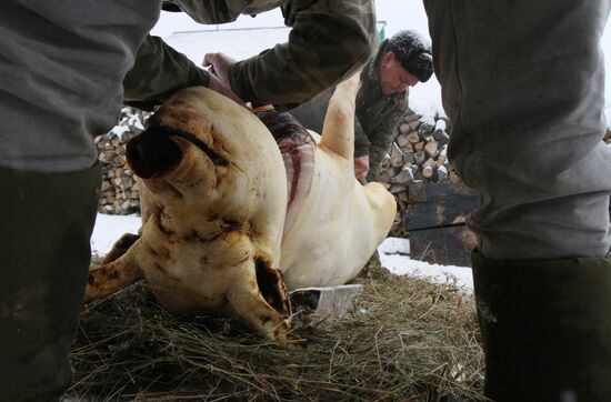 Villagers slaughter a pig before onset of winter