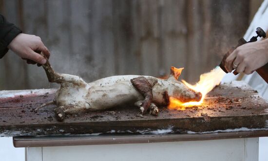 Villagers slaughter a pig before onset of winter