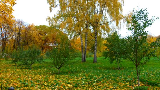 Grounds of Donskoy Monastery