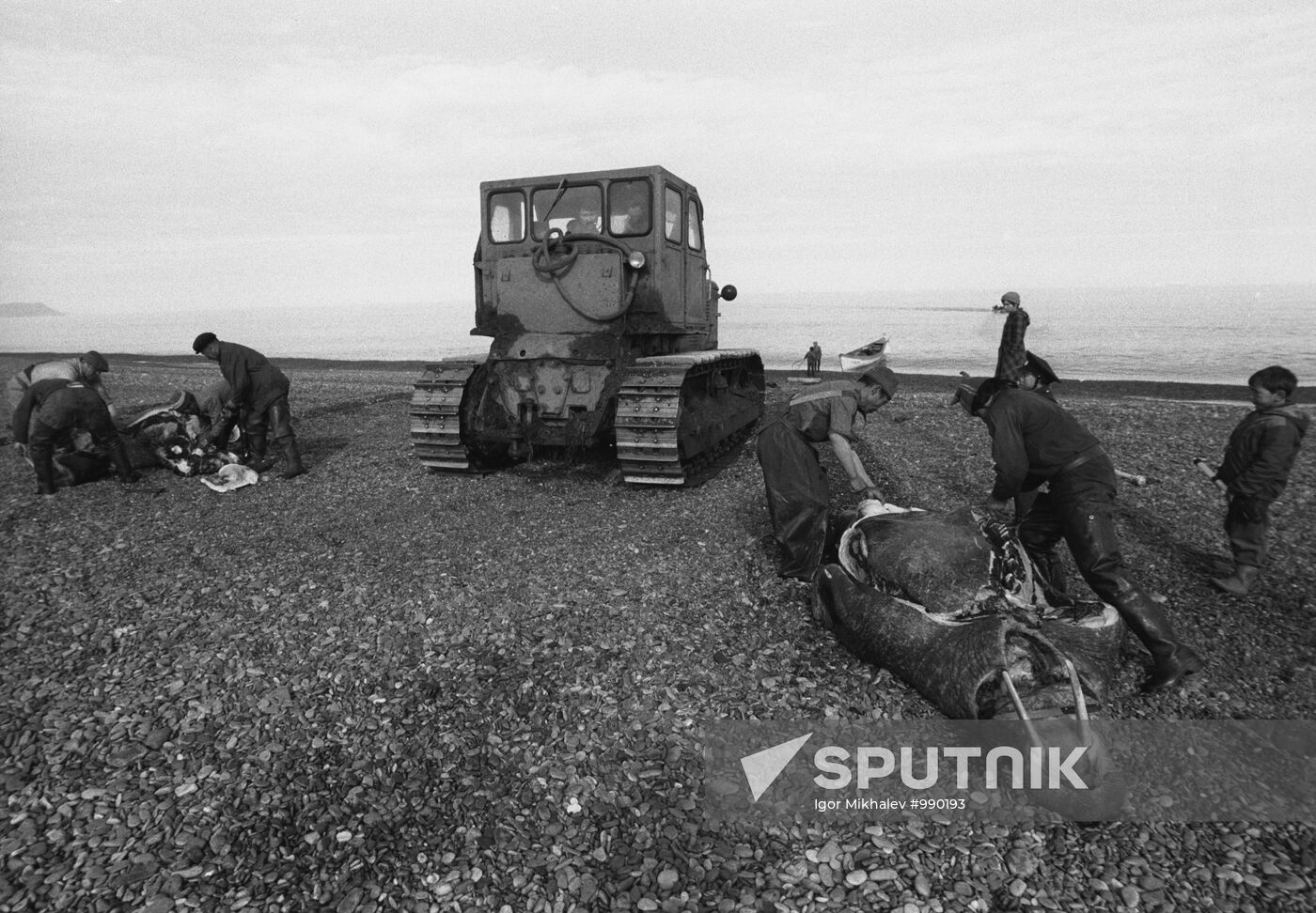 Walrus hunting in Chukotka