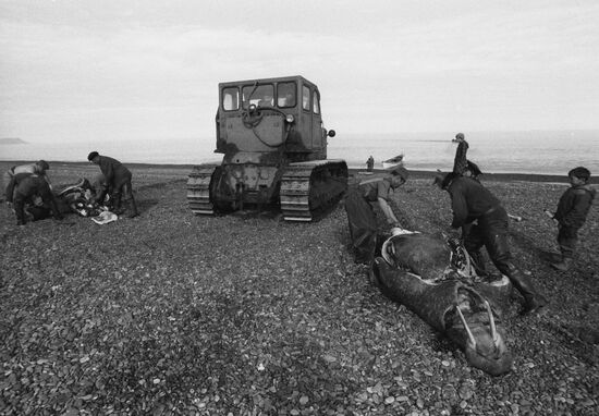 Walrus hunting in Chukotka