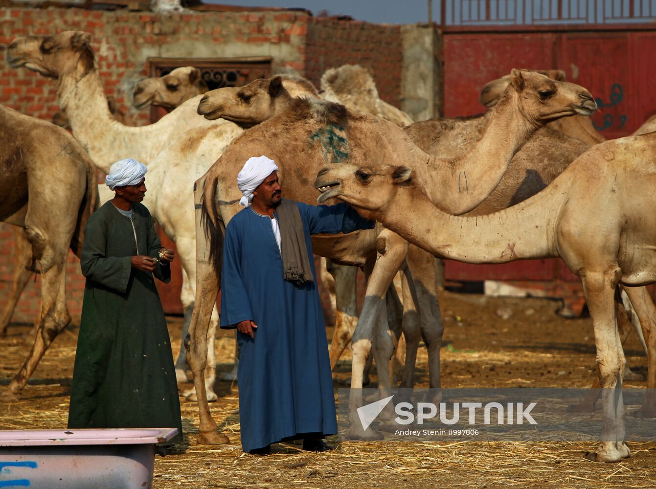 Camel market in Egypt