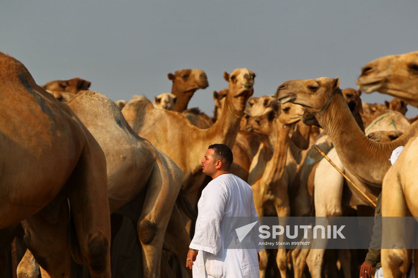 Camel market in Egypt