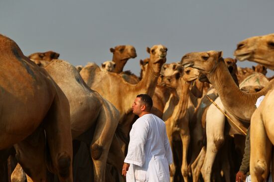 Camel market in Egypt