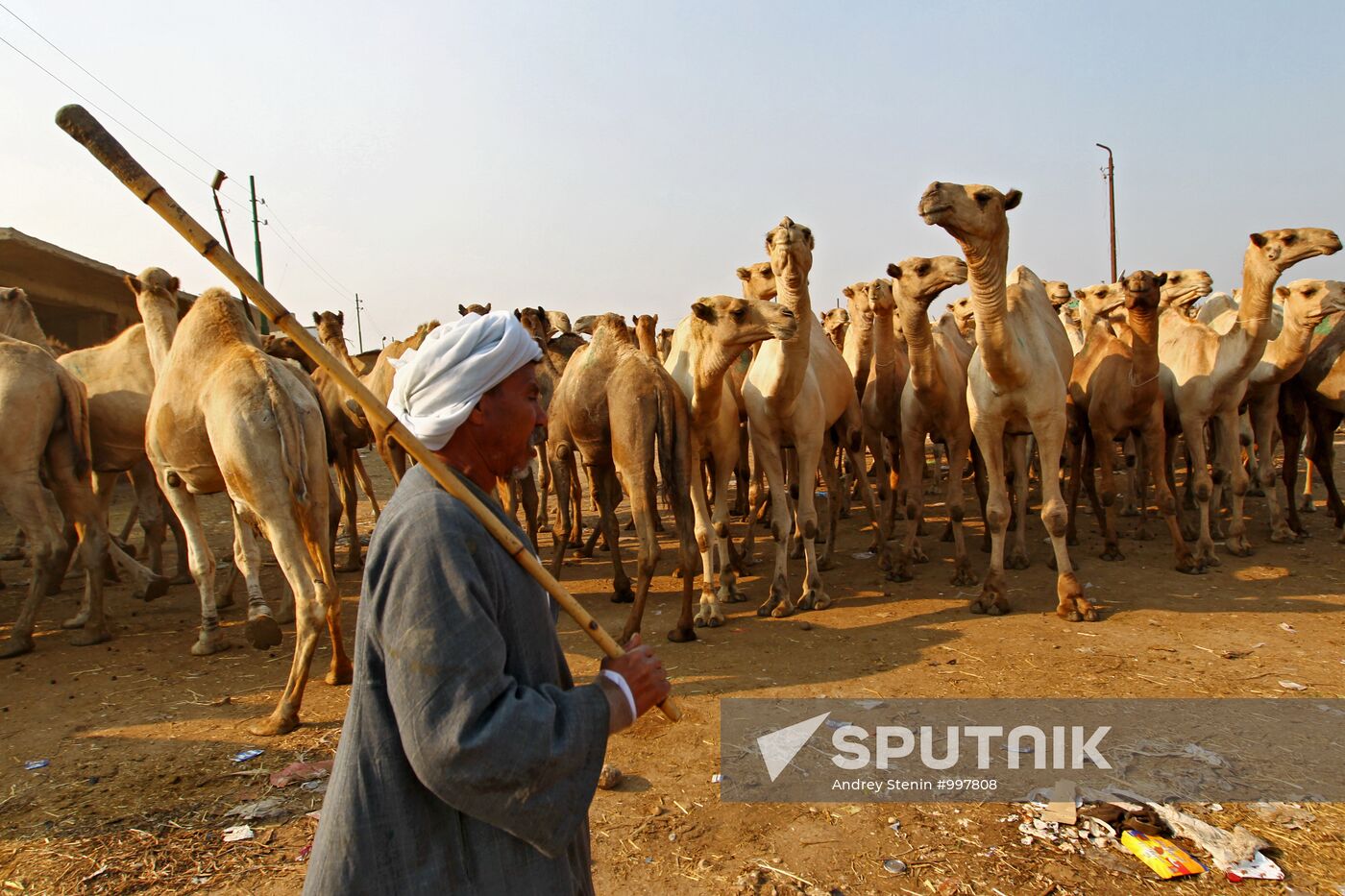 Camel market in Egypt