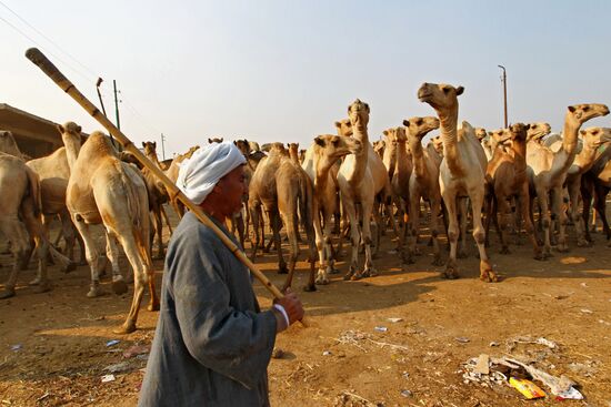 Camel market in Egypt