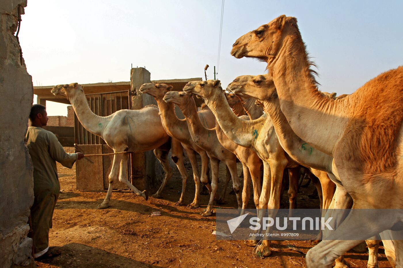 Camel market in Egypt