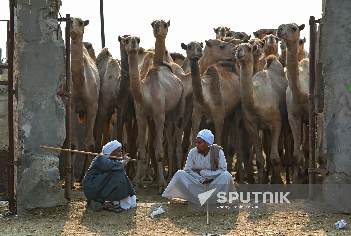 Camel market in Egypt