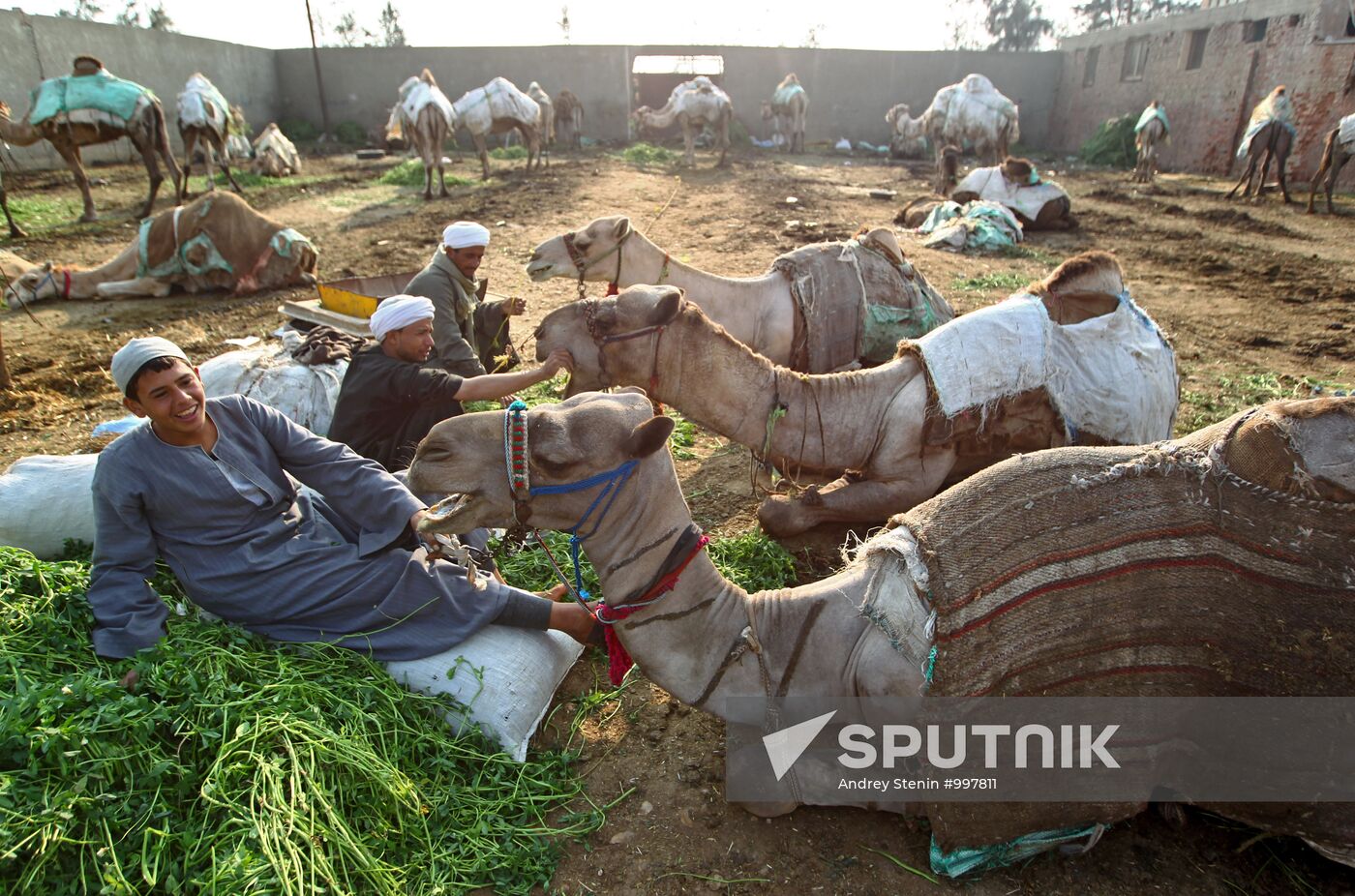 Camel market in Egypt