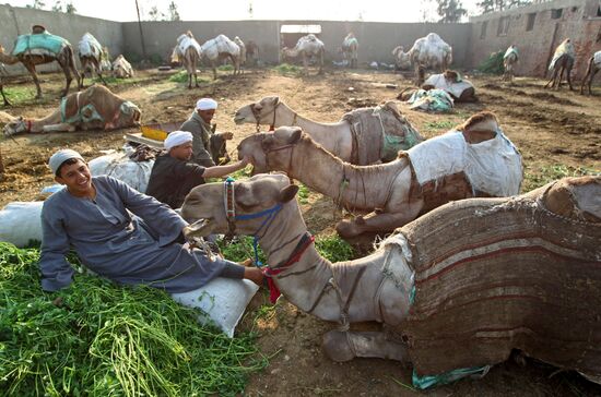 Camel market in Egypt