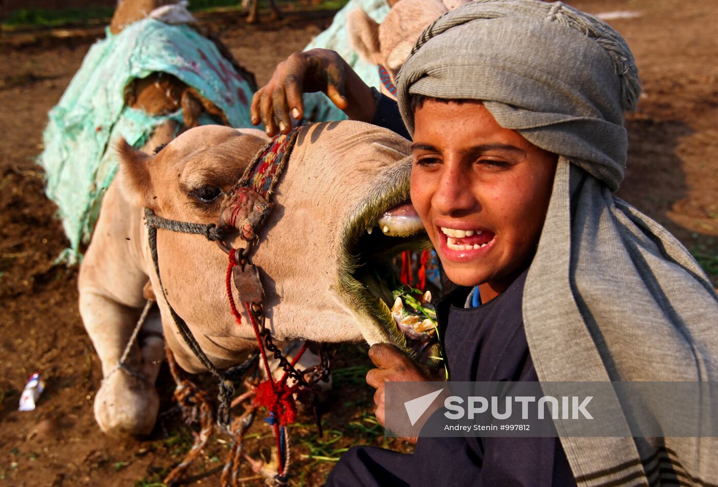 Camel market in Egypt