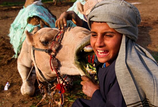 Camel market in Egypt