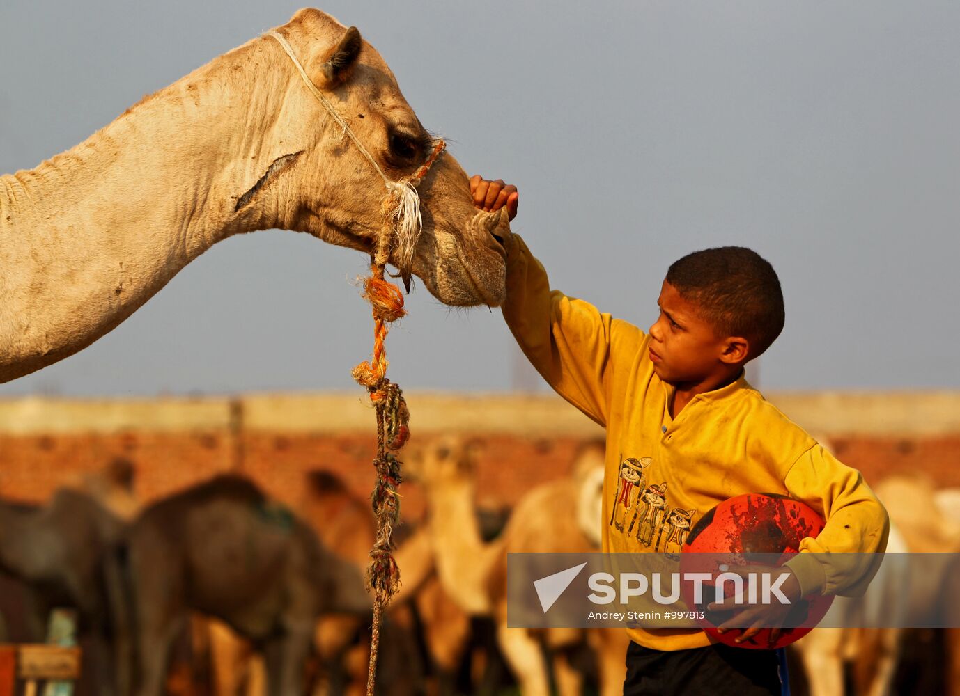 Camel market in Egypt