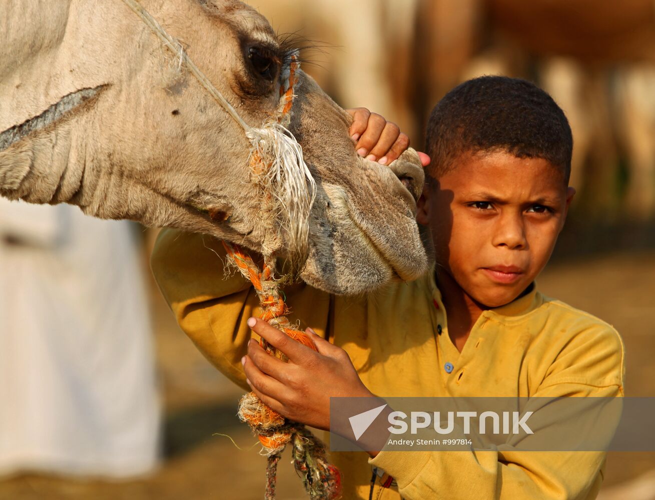 Camel market in Egypt