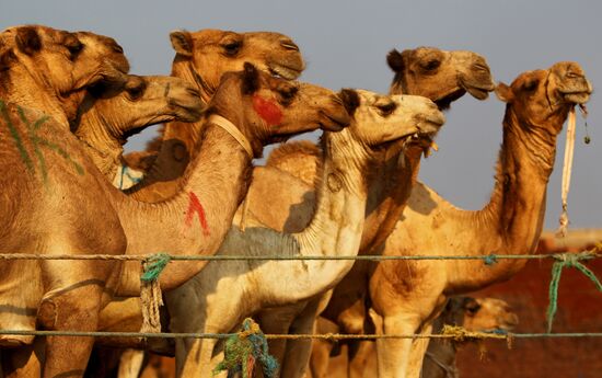 Camel market in Egypt