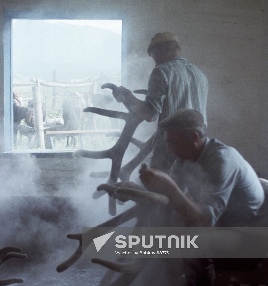 DEER HORNS PROCESSING Sputnik Mediabank