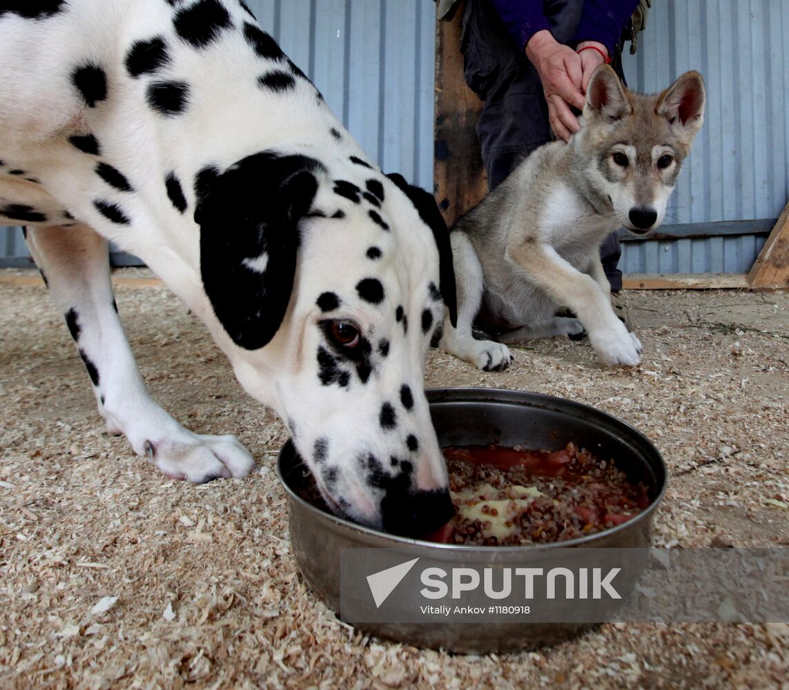 Dalmatian cheap wolf mix