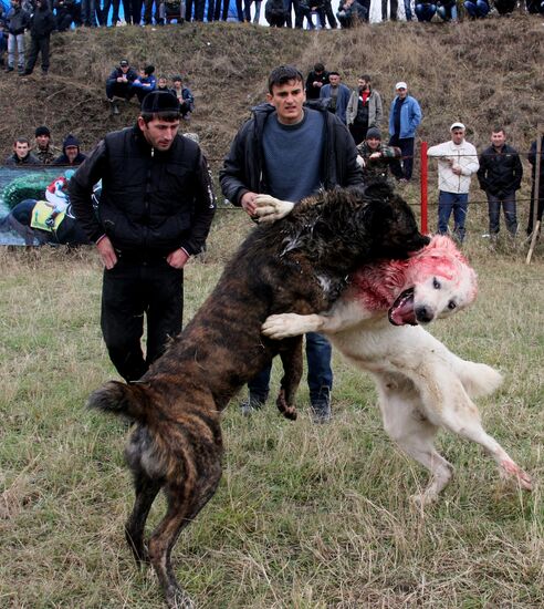 Russian fighting dog sale