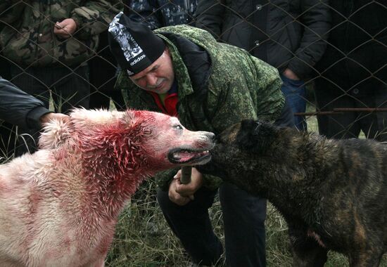 Russian fighting dogs clearance
