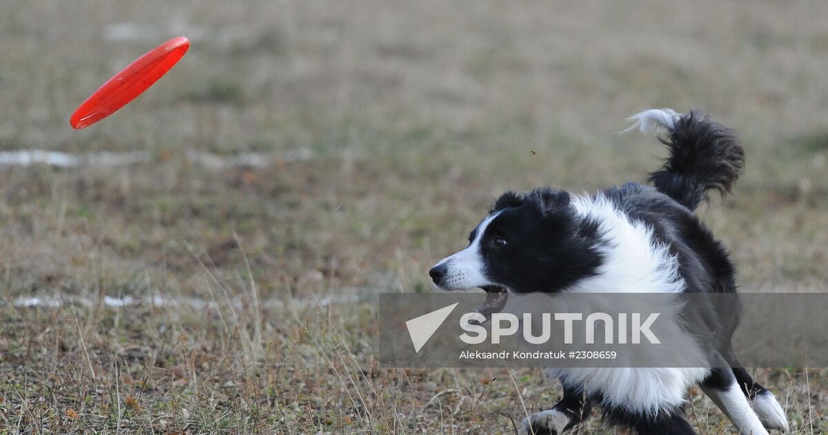 Border collie hot sale frisbee competition