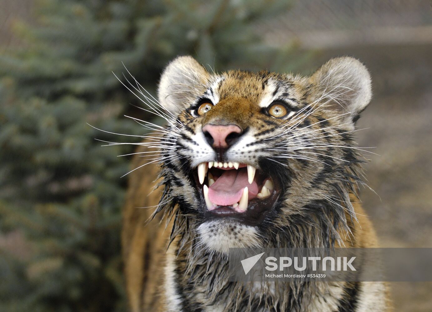 Tigress Masha, which Vladimir Putin received as birthday present ...