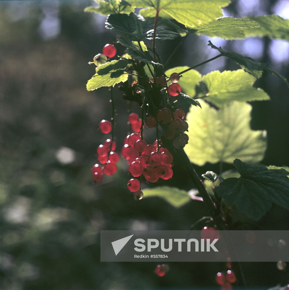 Red currants Sputnik Mediabank