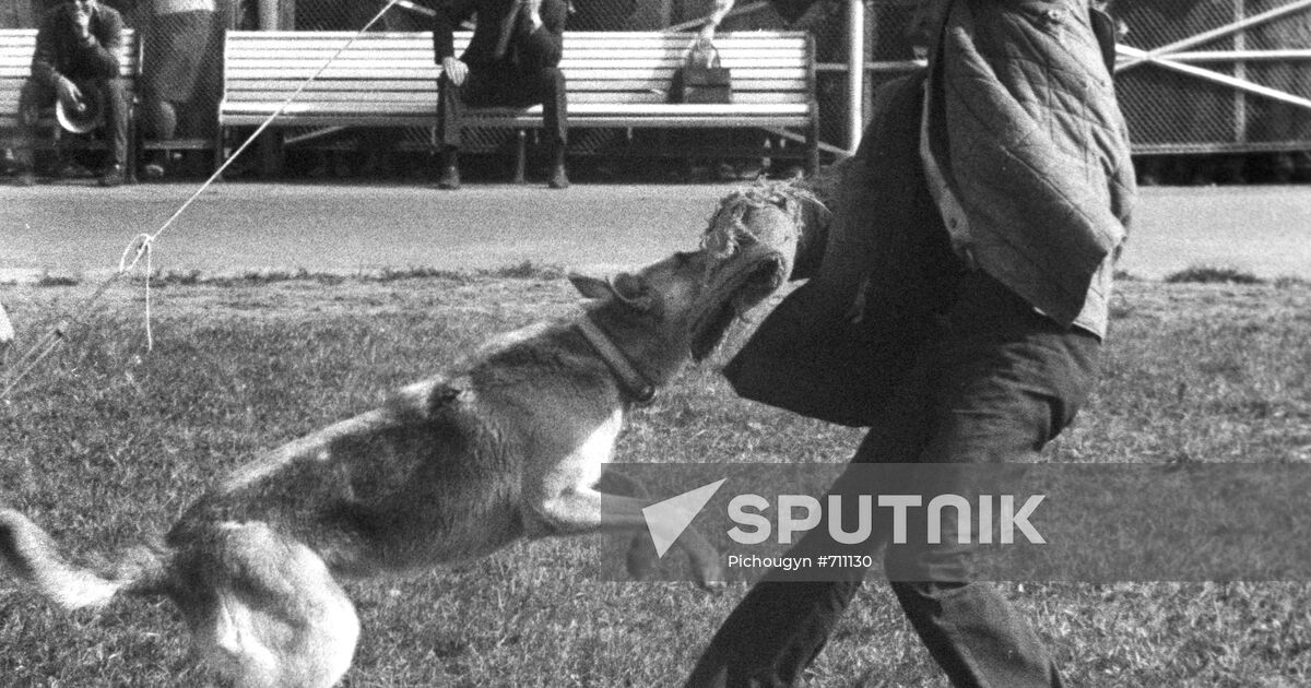 special-dog-training-course-sputnik-mediabank