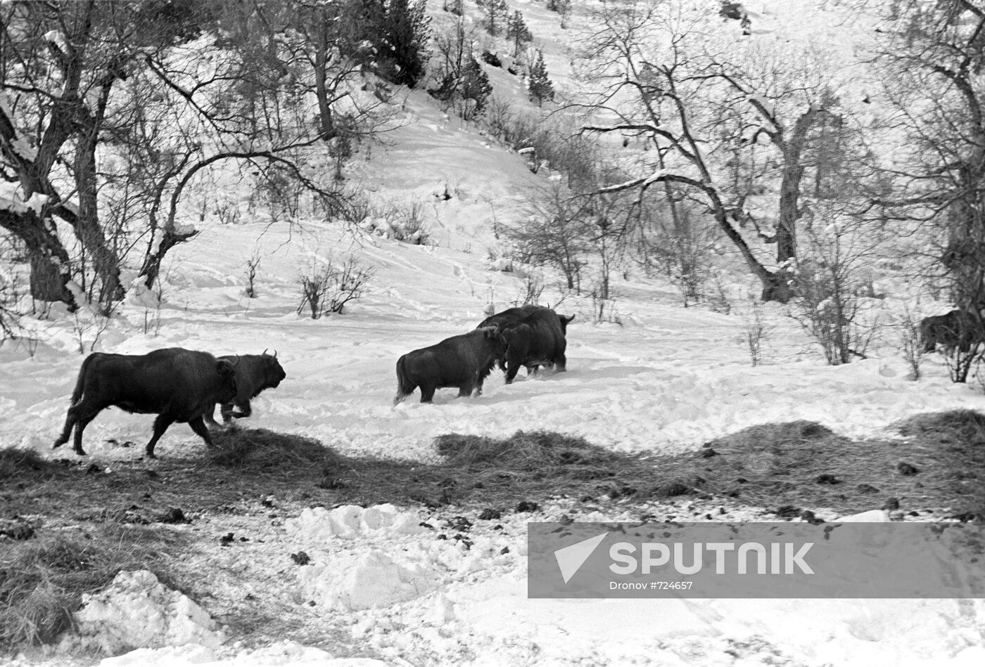 bisons-sputnik-mediabank