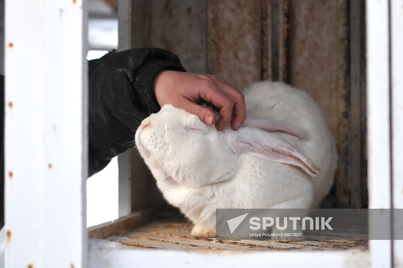 Rabbits | Sputnik Mediabank