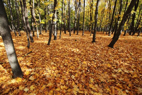 Golden fall in Voronezh