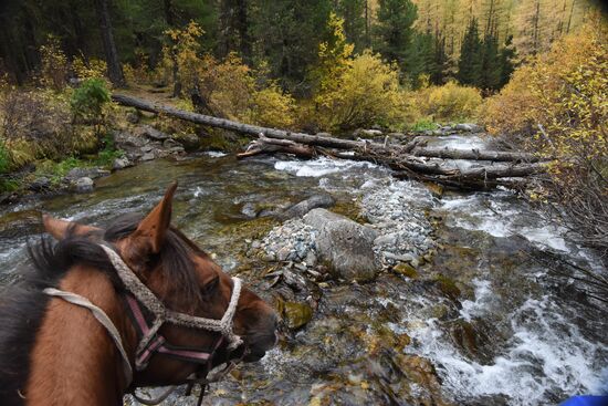 Fall in the Altai Mountains