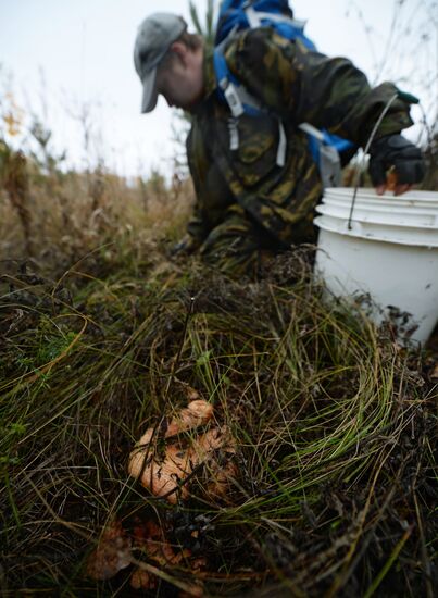 Mushroom picking in Chelyabisnk region