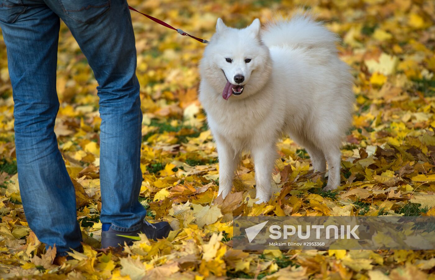 Fall in Moscow
