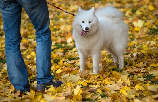 Fall in Moscow