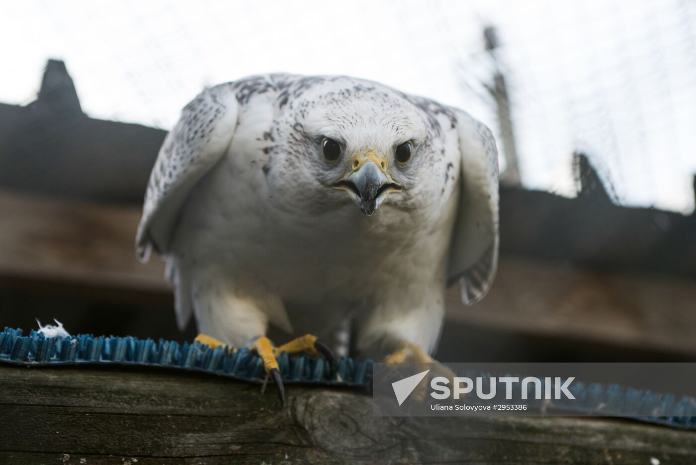 Raptor nursery in Galichya Gora nature reserve