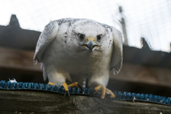 Raptor nursery in Galichya Gora nature reserve