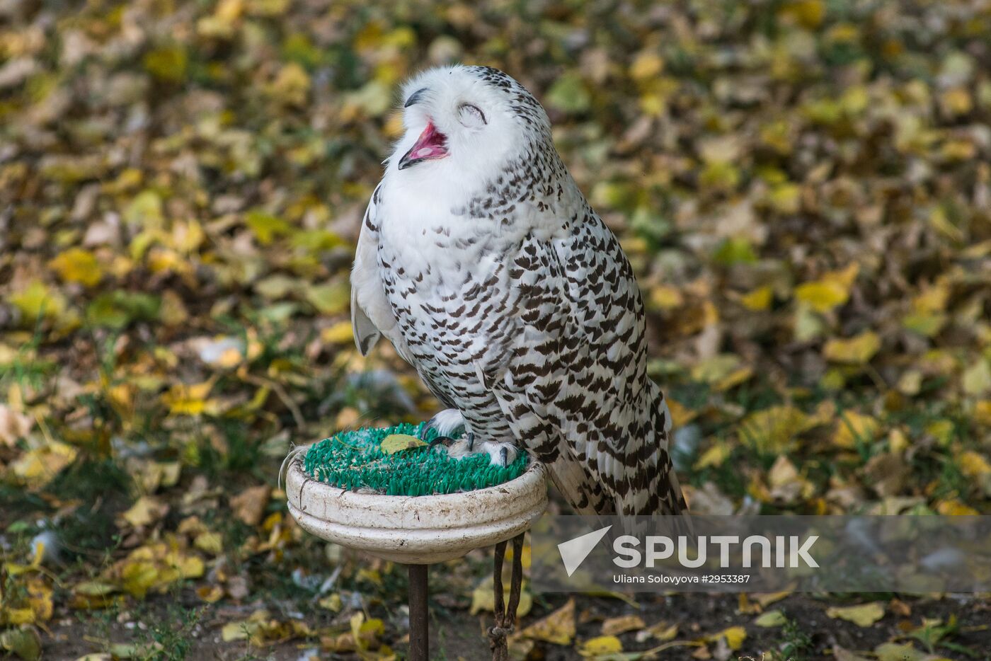 Raptor nursery in Galichya Gora nature reserve