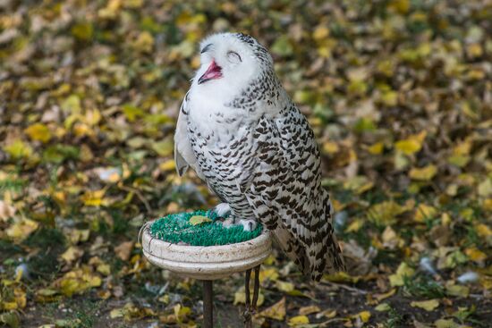 Raptor nursery in Galichya Gora nature reserve