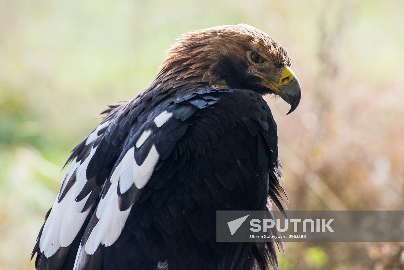 Raptor nursery in Galichya Gora nature reserve