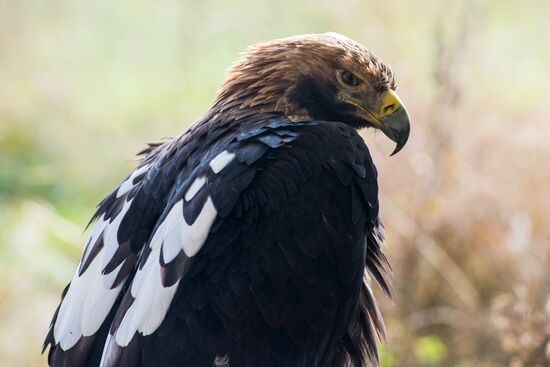 Raptor nursery in Galichya Gora nature reserve