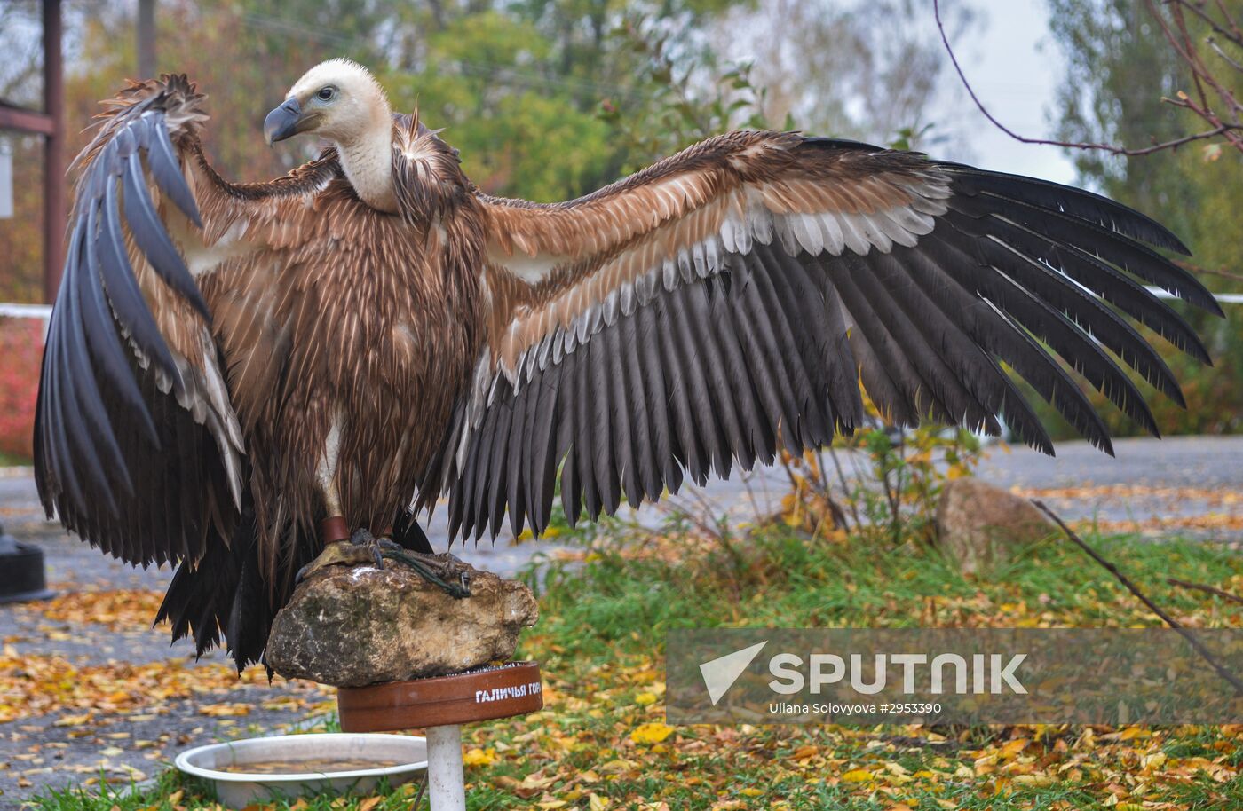 Raptor nursery in Galichya Gora nature reserve