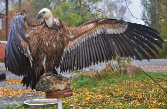 Raptor nursery in Galichya Gora nature reserve