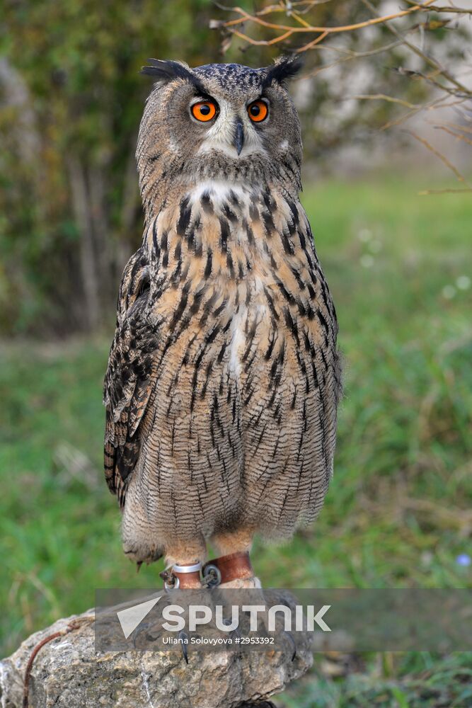 Raptor nursery in Galichya Gora nature reserve