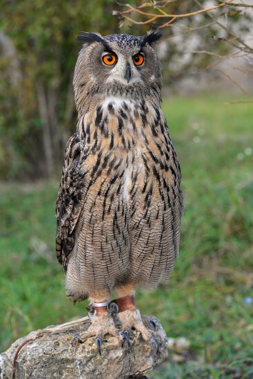 Raptor nursery in Galichya Gora nature reserve